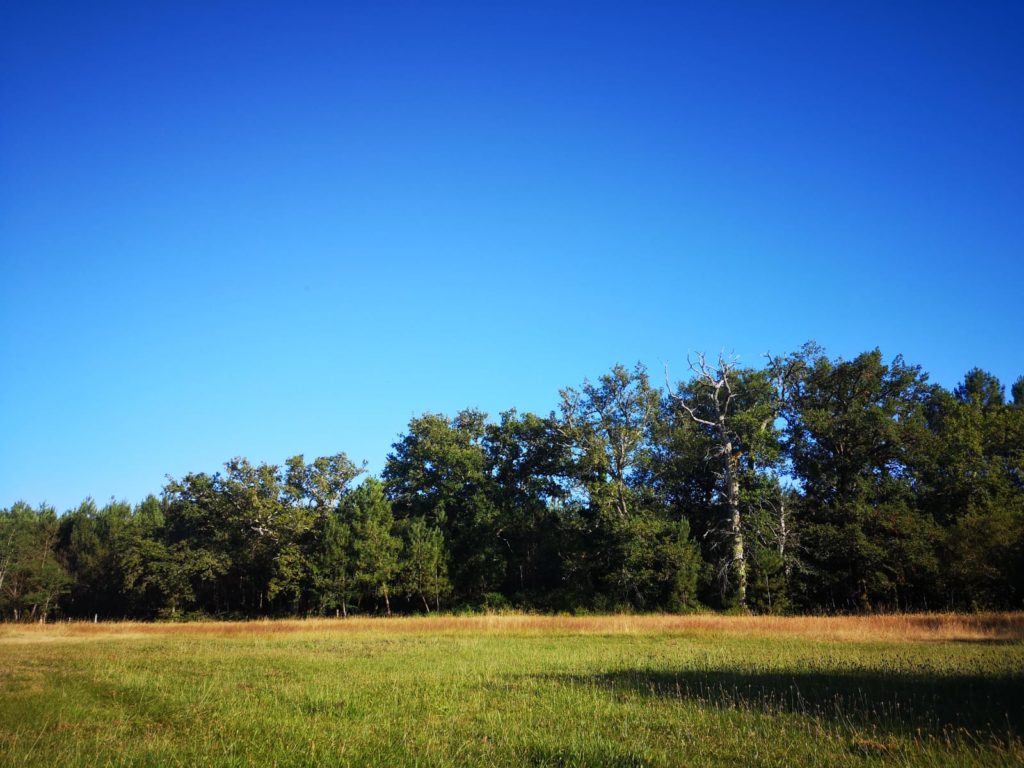 August 14 - 18, 2020: Yoga retreat in the heart of nature, near Bordeaux Prévention Yoga Massage